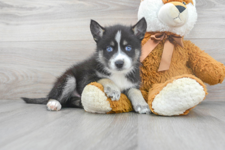 Petite Pomsky Designer Pup