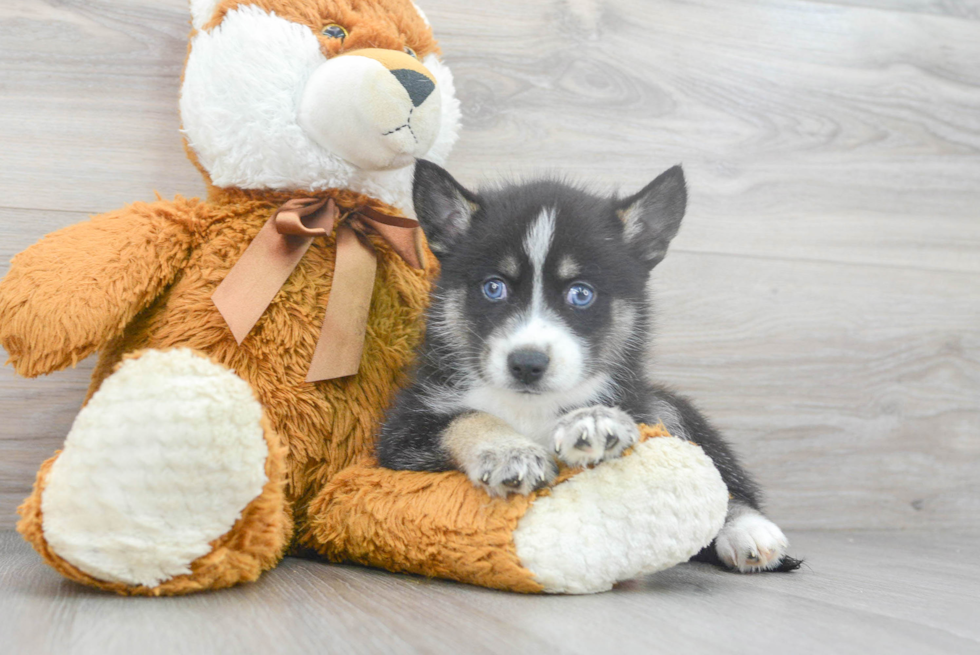 Little Mini Husky Designer Puppy