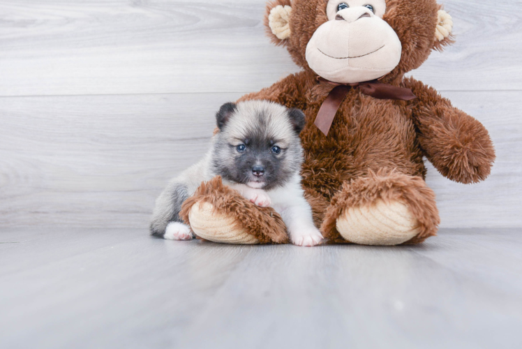 Playful Mini Husky Designer Puppy