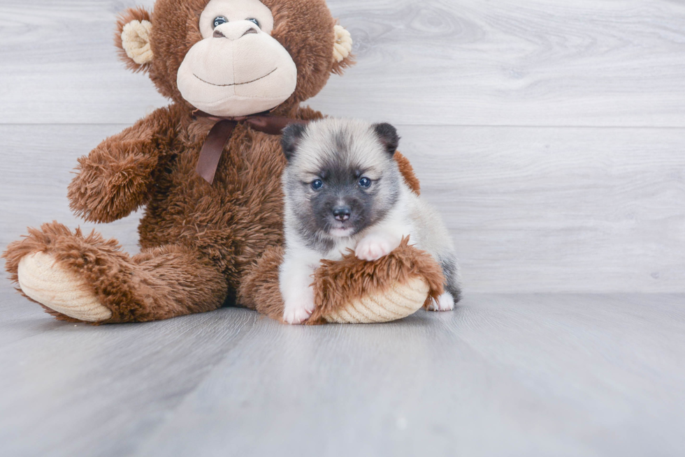 Smart Pomsky Designer Pup