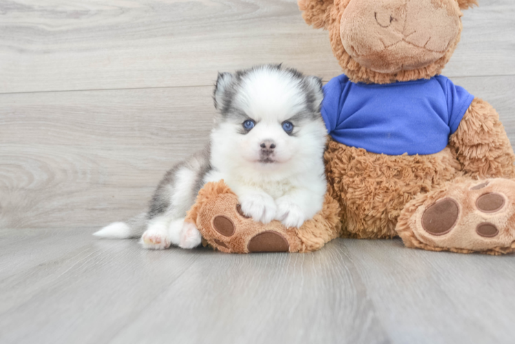 Happy Pomsky Baby