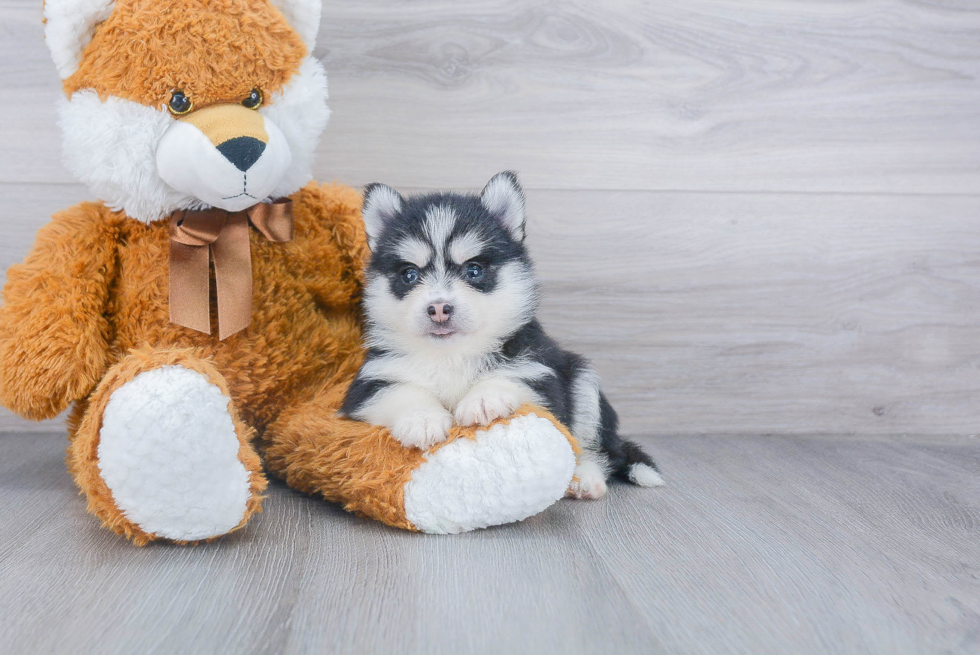 Petite Pomsky Designer Pup