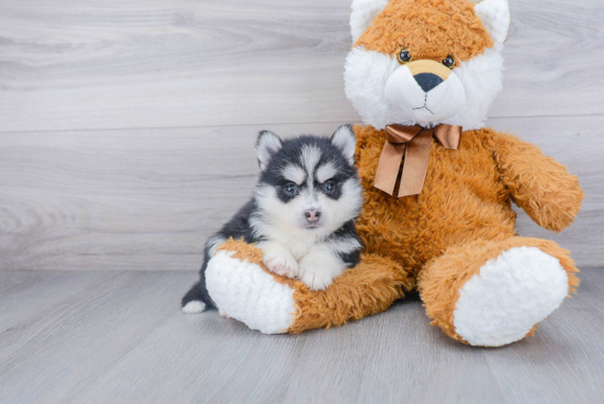 Cute Pomsky Baby