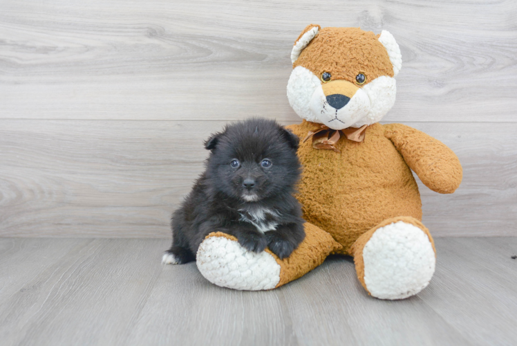 Pomsky Puppy for Adoption