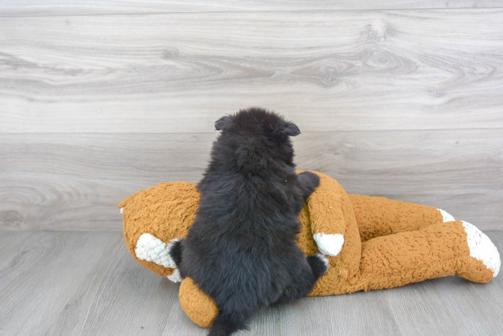 Pomsky Pup Being Cute