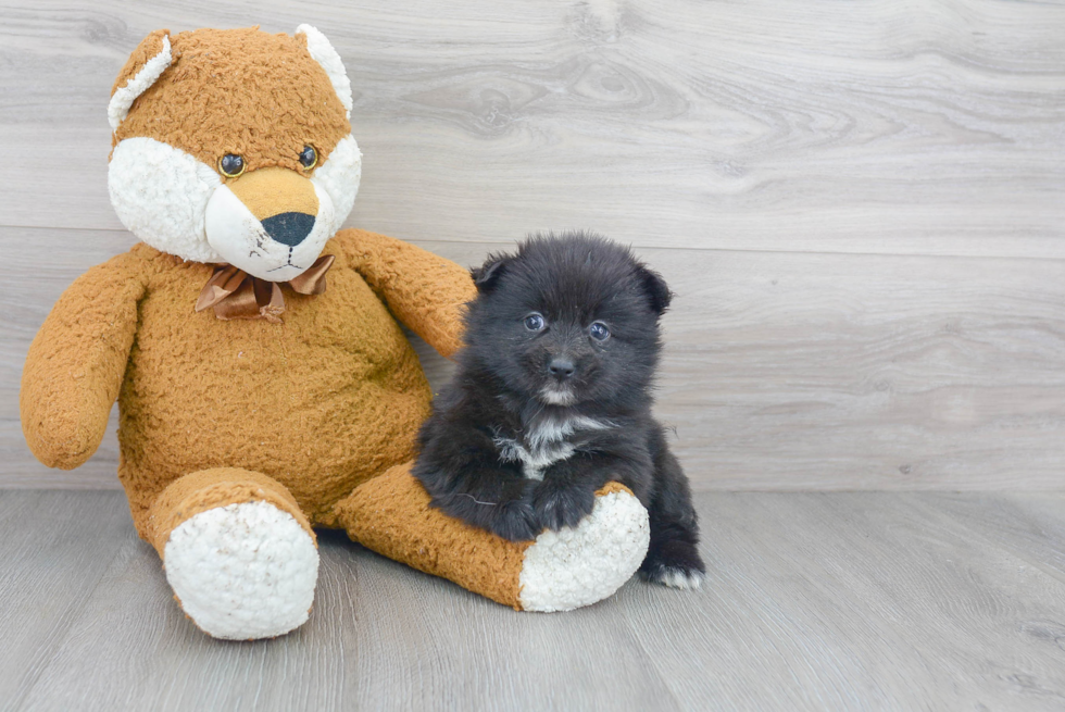 Pomsky Pup Being Cute