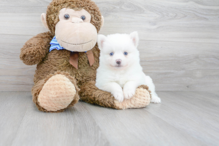 Friendly Pomsky Baby