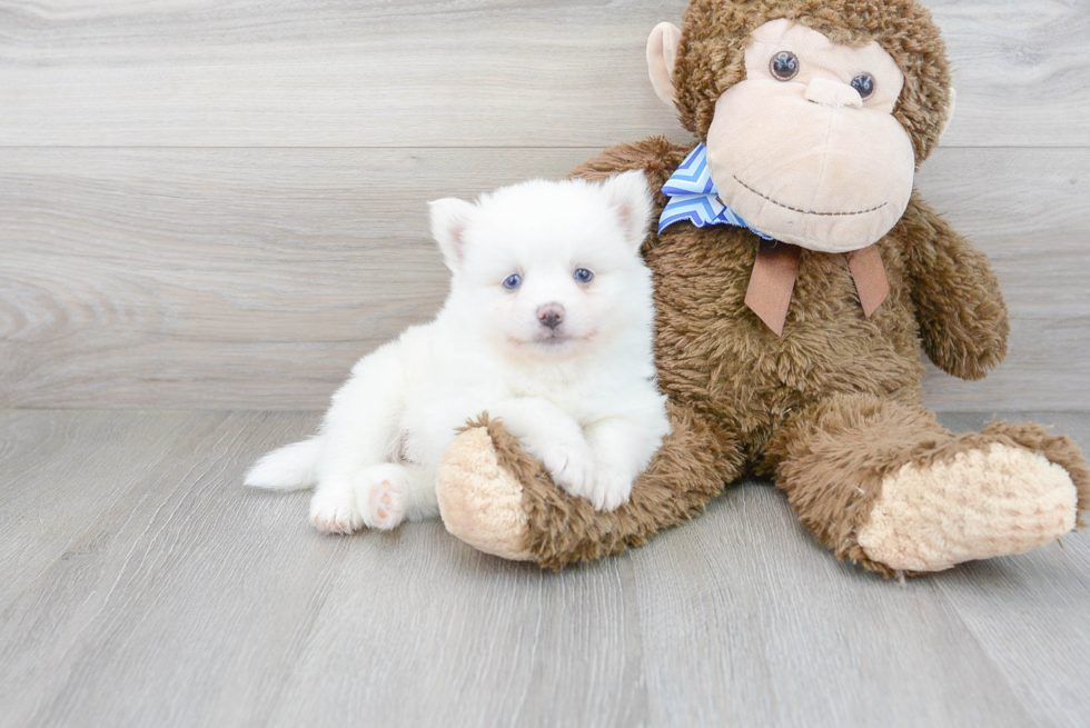 Hypoallergenic Mini Husky Designer Puppy