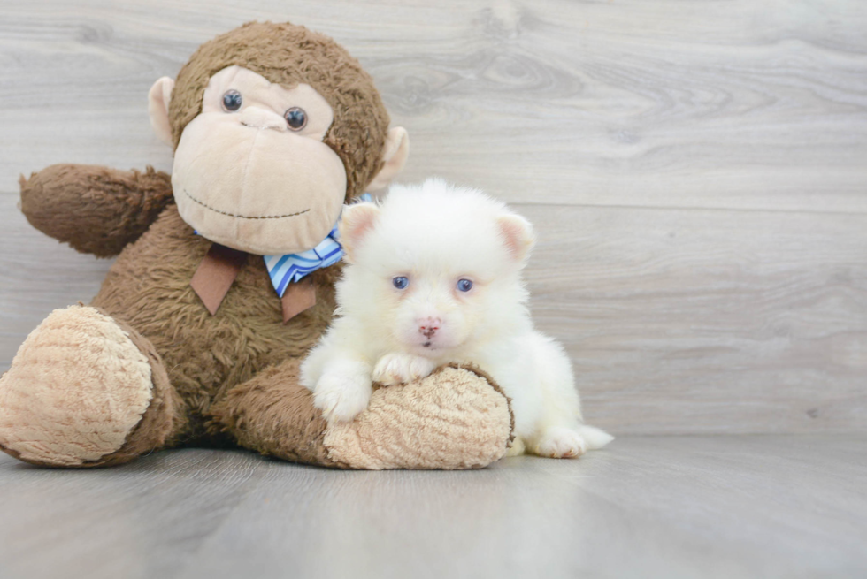 Adorable Mini Husky Designer Puppy