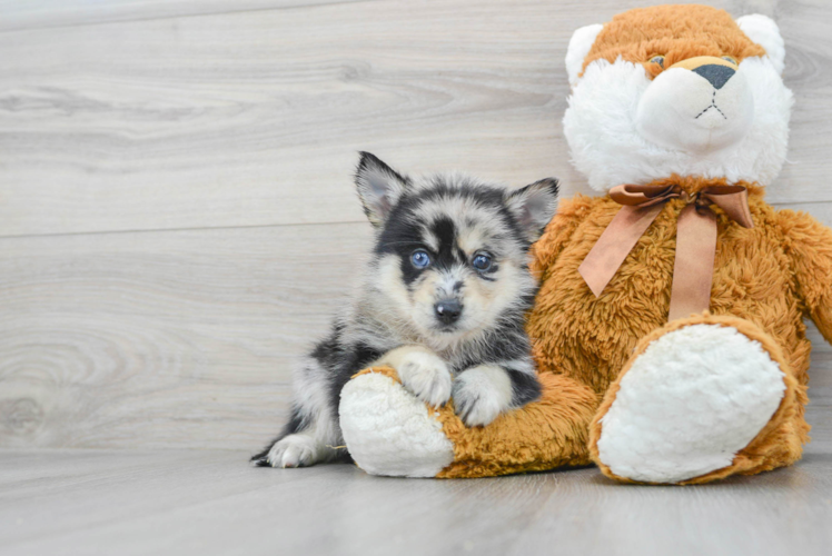 Pomsky Pup Being Cute