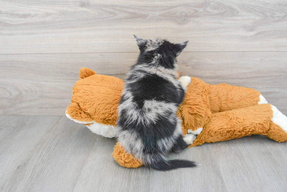 Pomsky Pup Being Cute