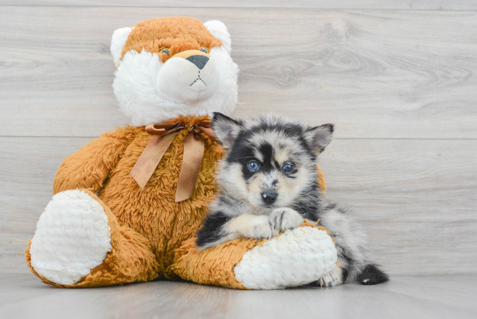 Sweet Pomsky Baby