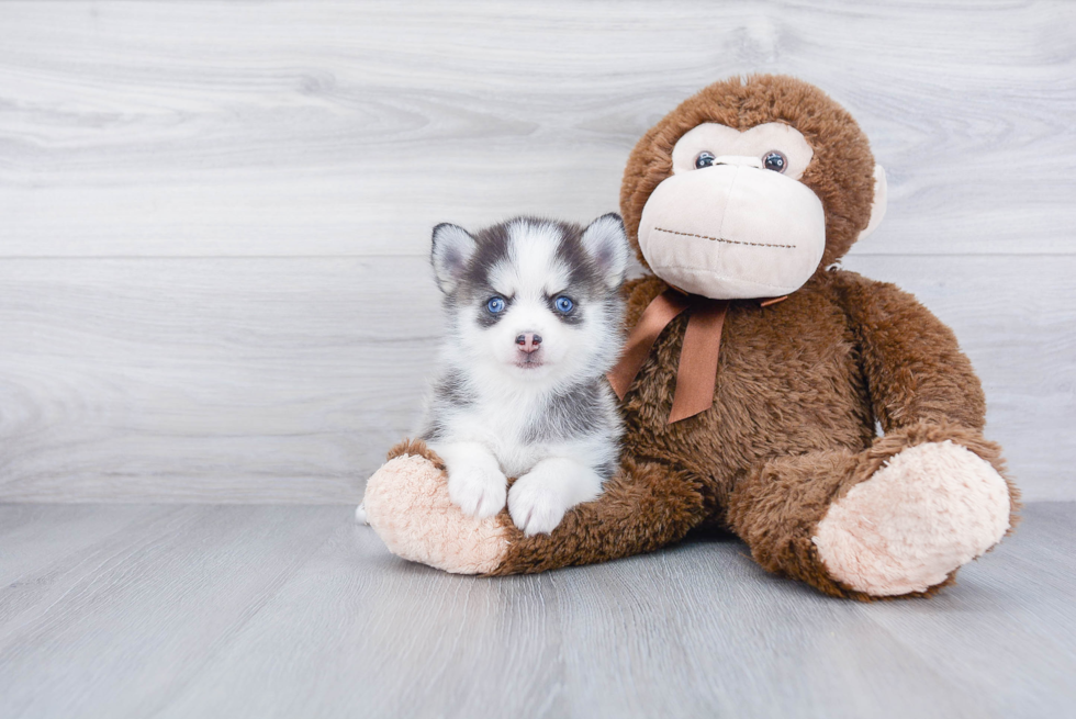 Happy Pomsky Baby