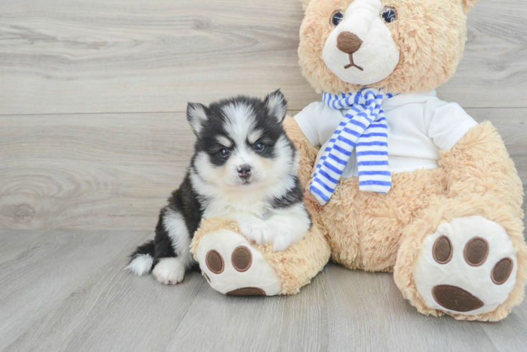 Popular Pomsky Designer Pup