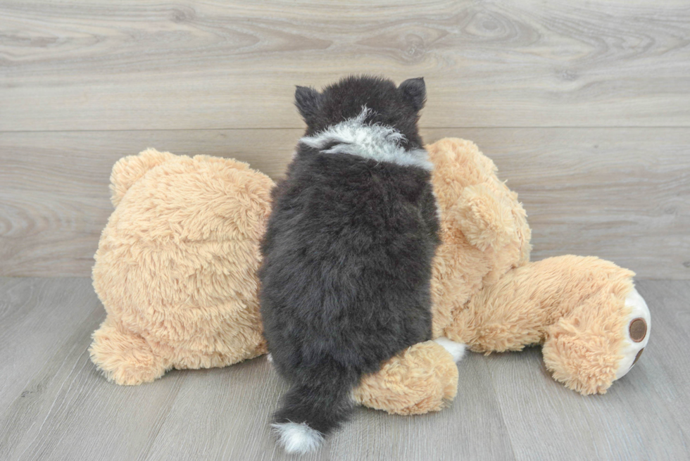 Pomsky Pup Being Cute