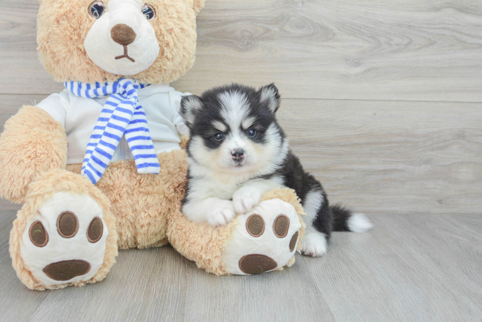 Pomsky Puppy for Adoption