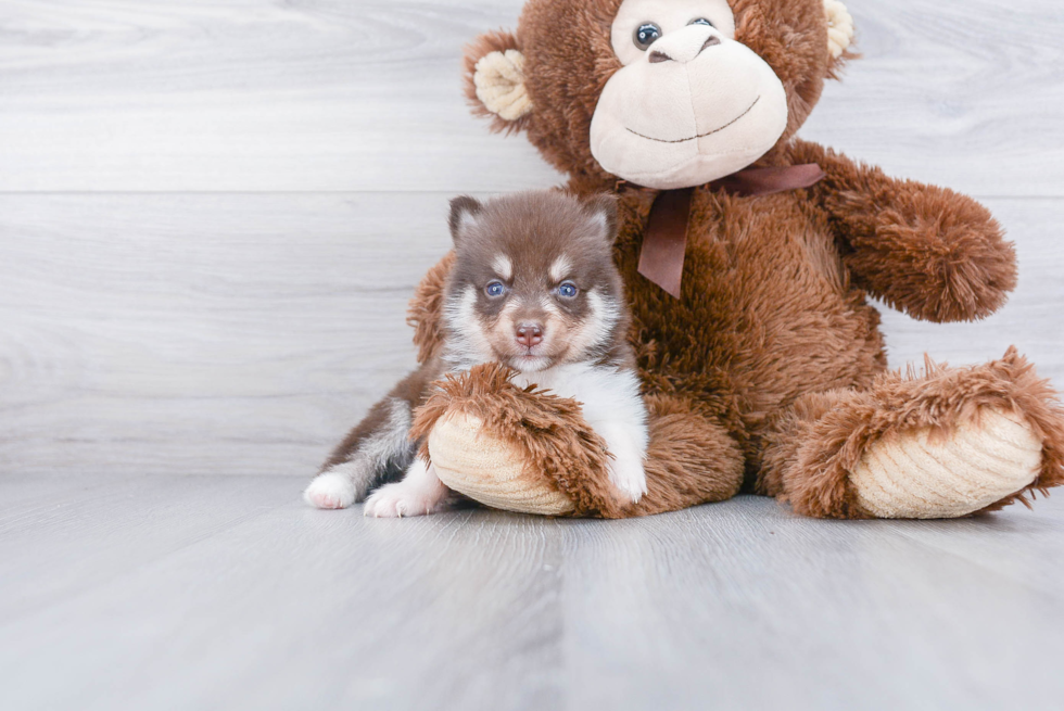 Pomsky Puppy for Adoption