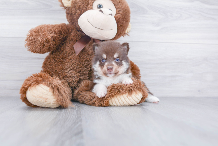 Best Pomsky Baby