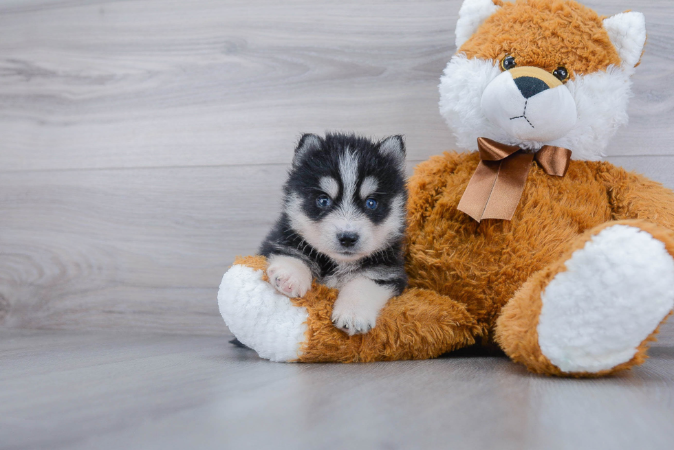 Best Pomsky Baby