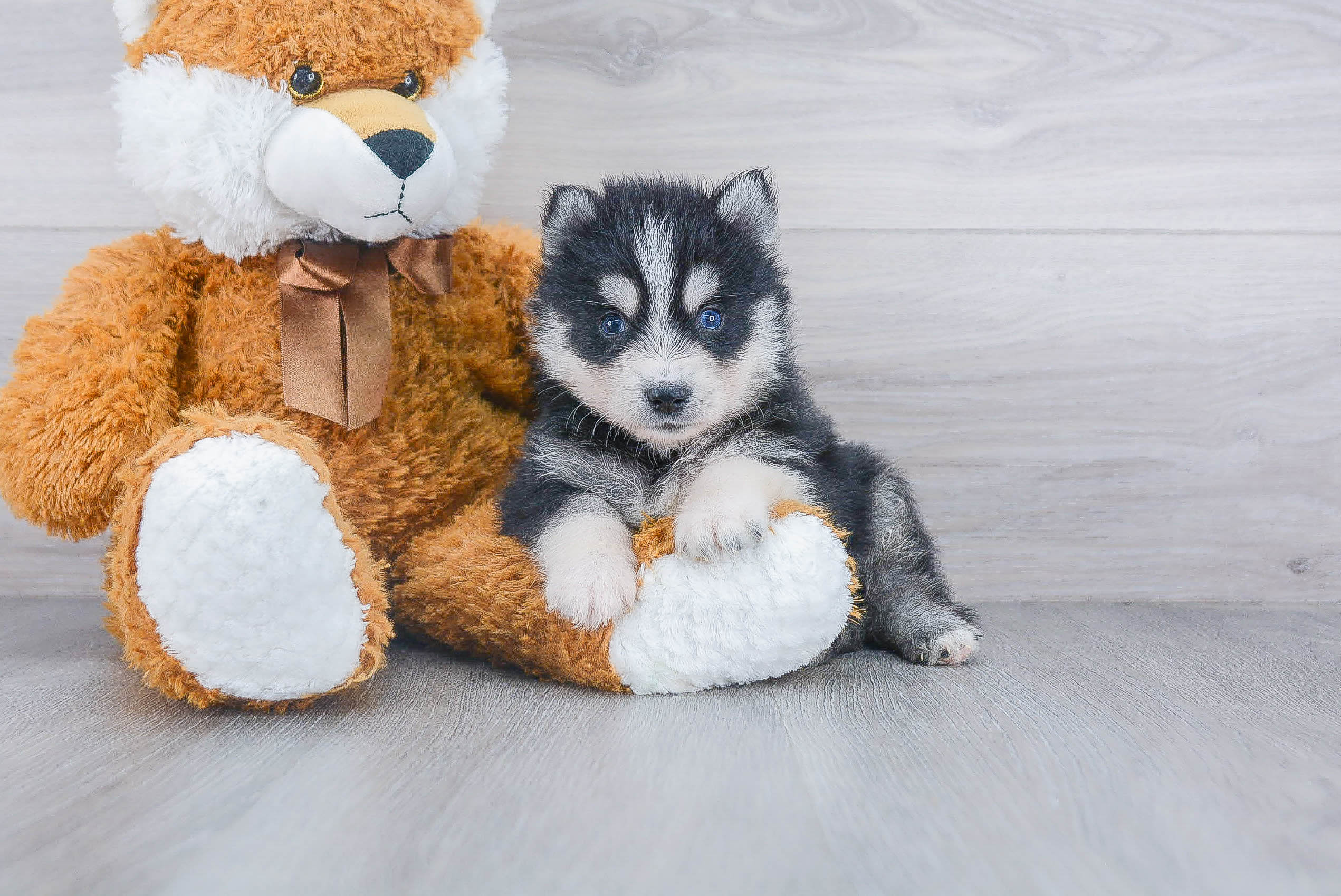 Best Pomsky Baby