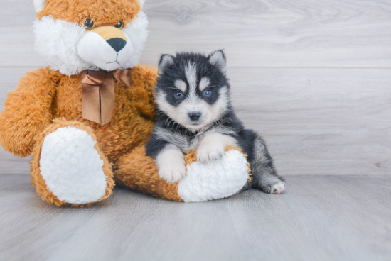 Best Pomsky Baby