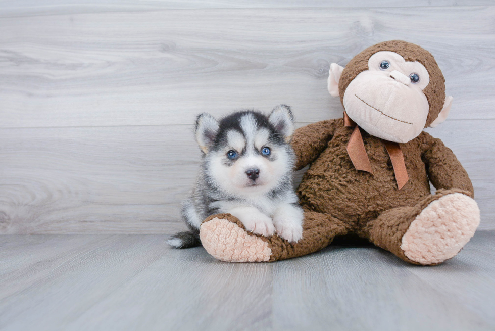 Pomsky Puppy for Adoption