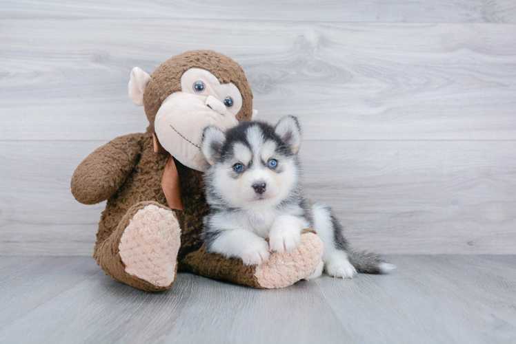 Pomsky Puppy for Adoption