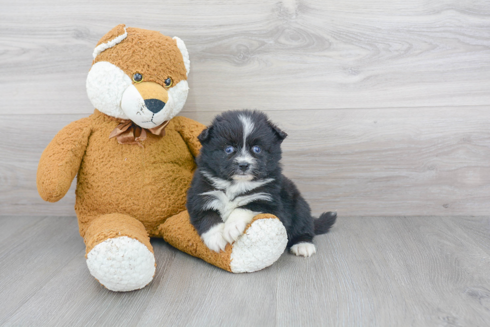 Fluffy Pomsky Designer Pup