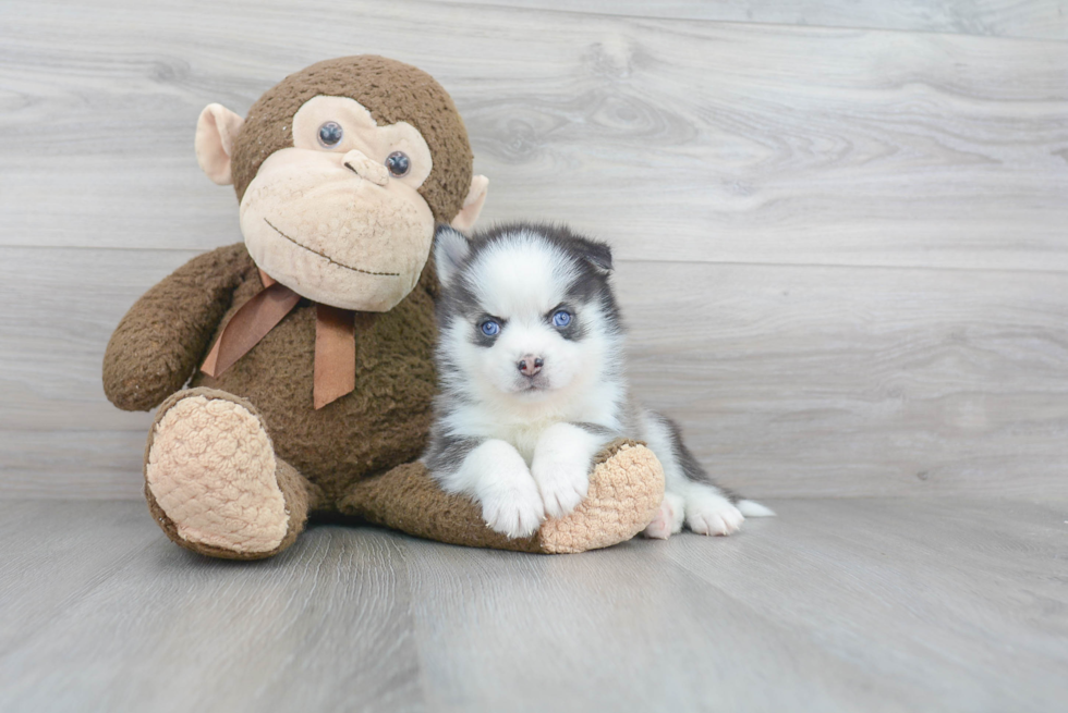 Pomsky Pup Being Cute