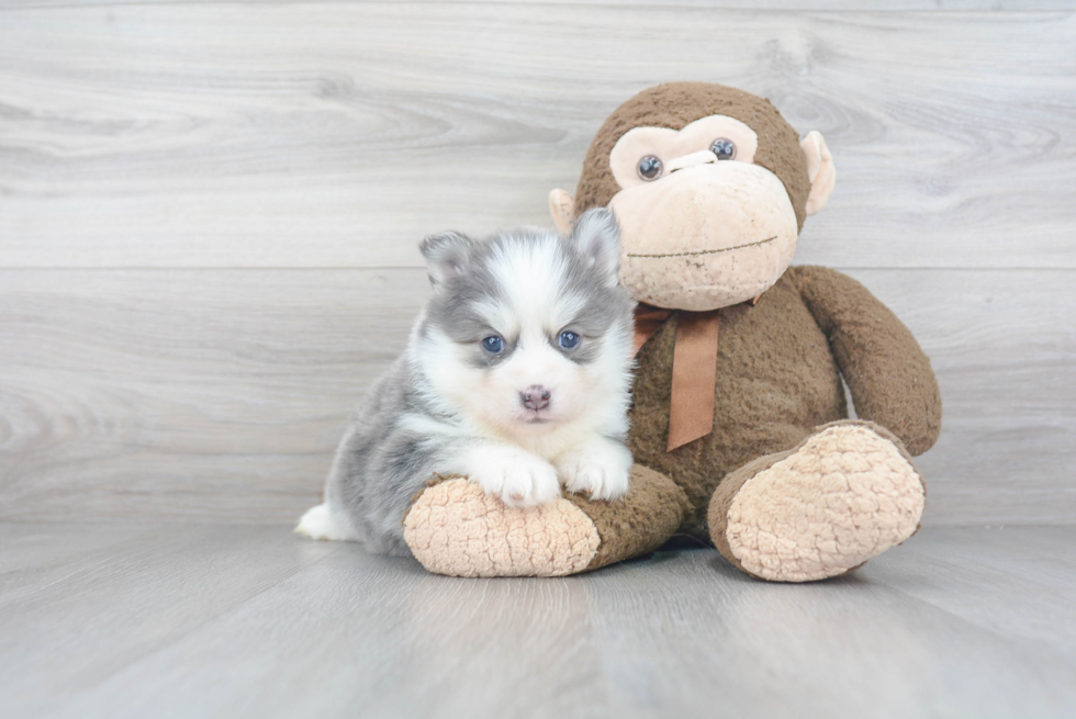 Cute Pomsky Baby