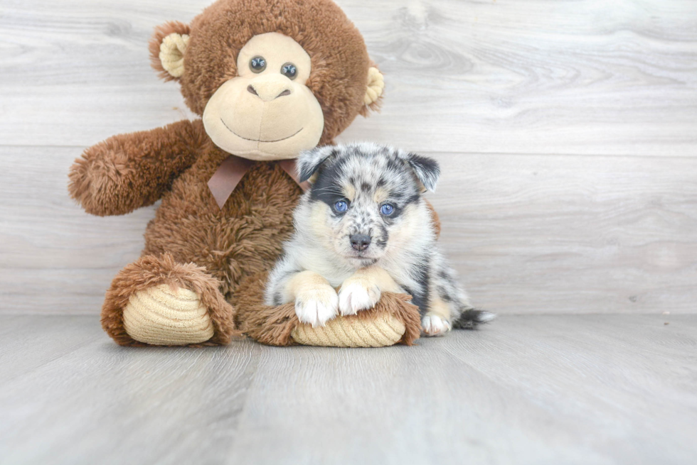 Happy Pomsky Baby
