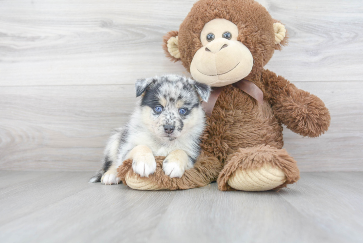 Friendly Pomsky Baby