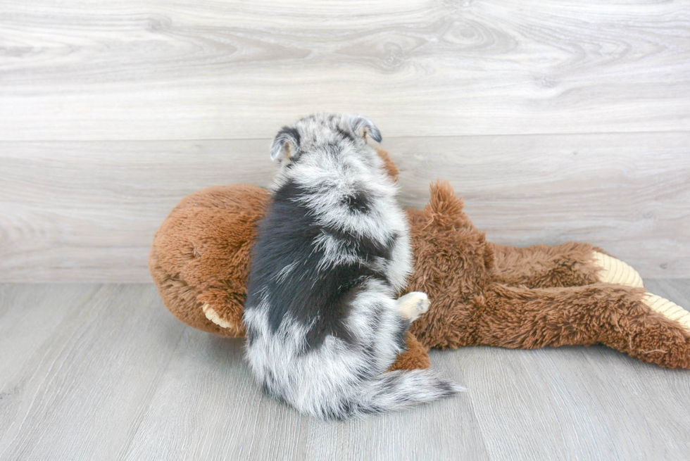 Pomsky Puppy for Adoption