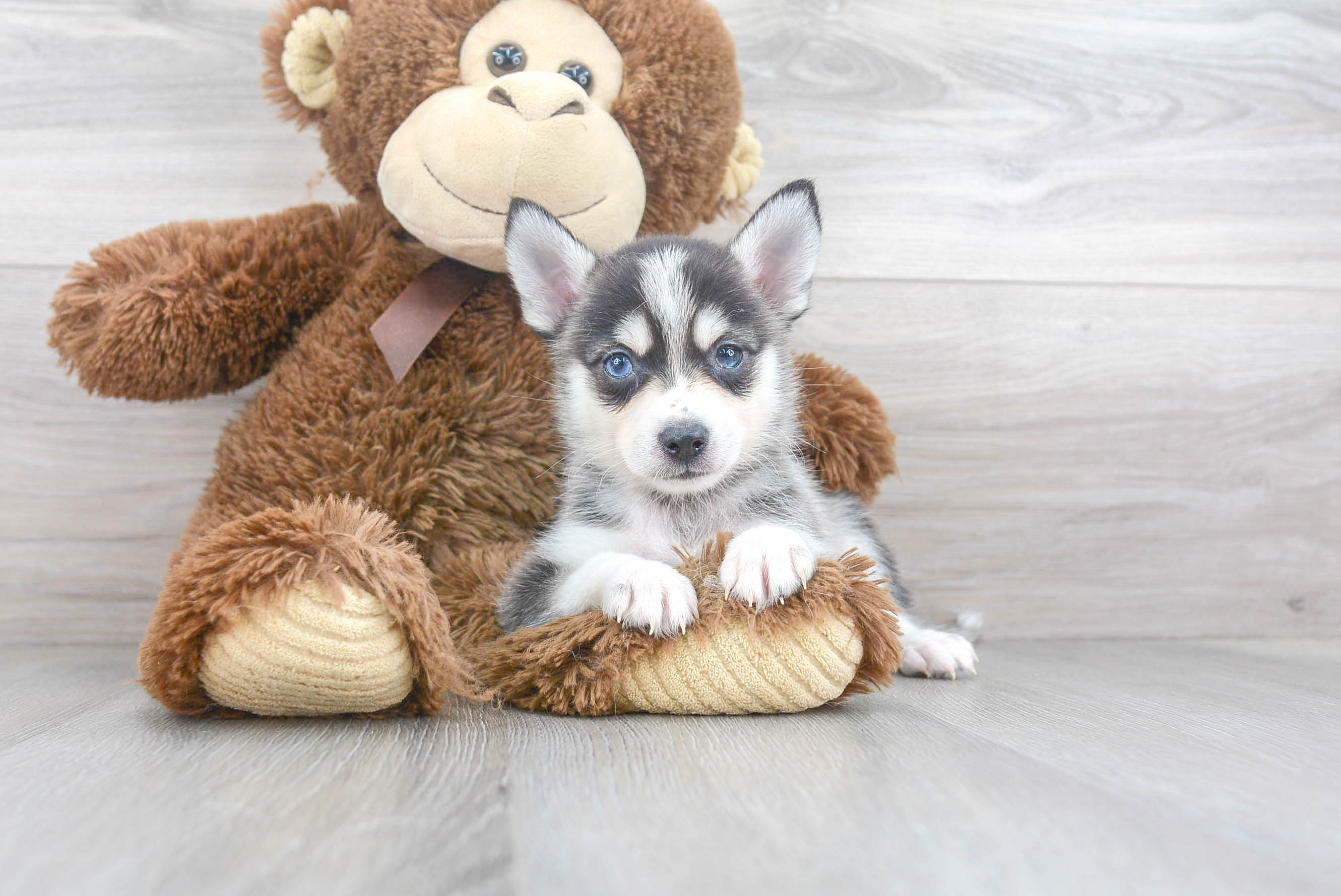 Fluffy Pomsky Designer Pup
