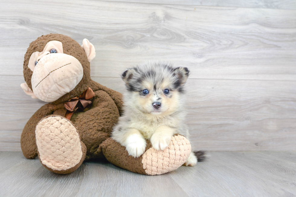 Hypoallergenic Mini Husky Designer Puppy