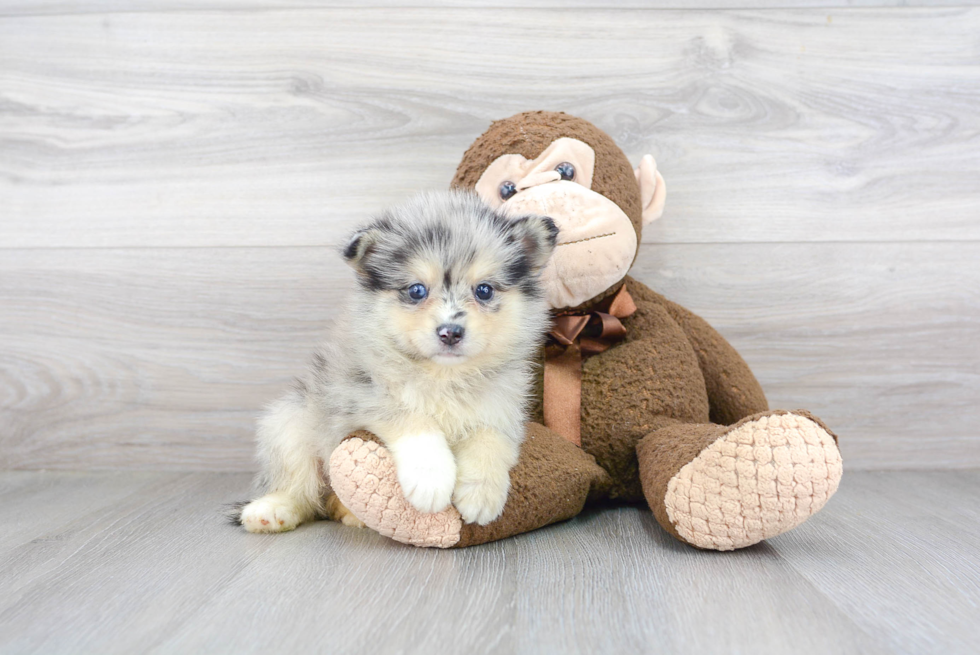 Pomsky Pup Being Cute