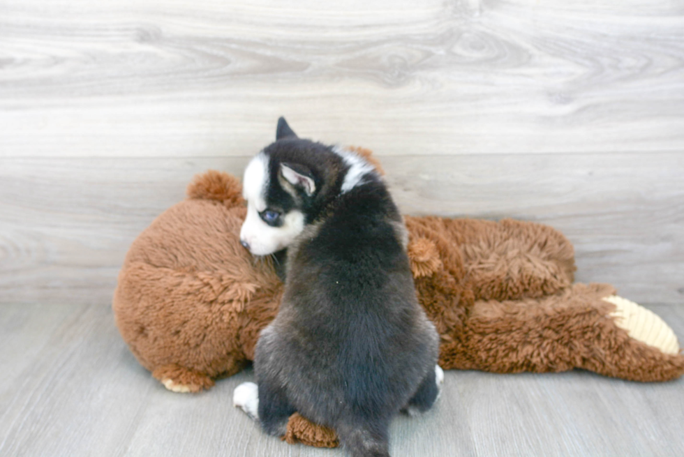 Fluffy Pomsky Designer Pup