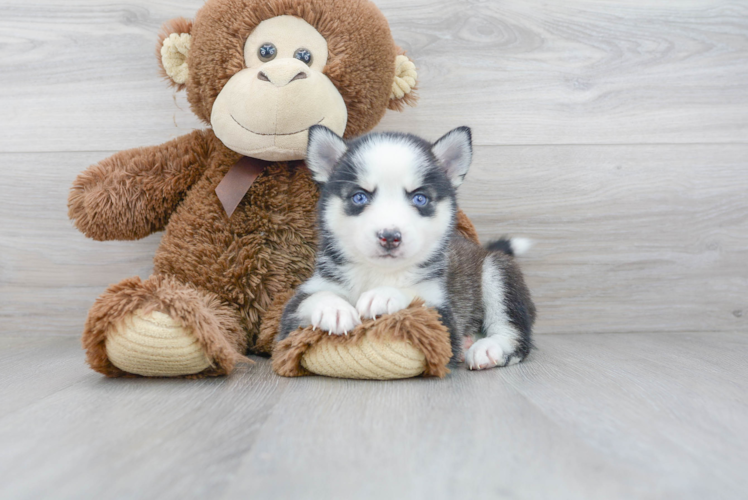 Fluffy Pomsky Designer Pup