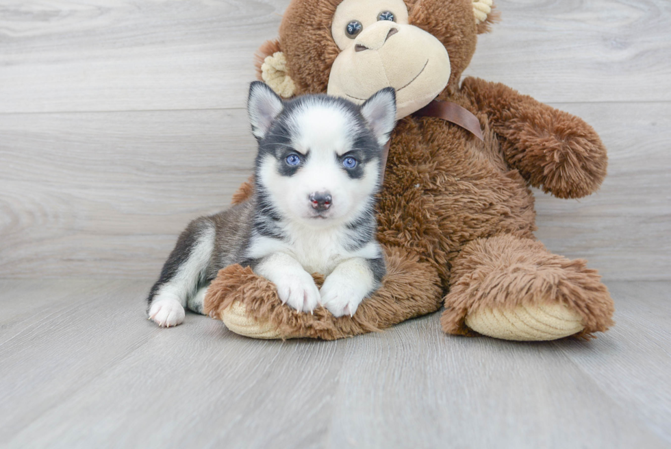 Best Pomsky Baby