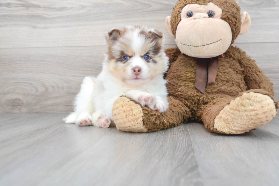 Fluffy Pomsky Designer Pup