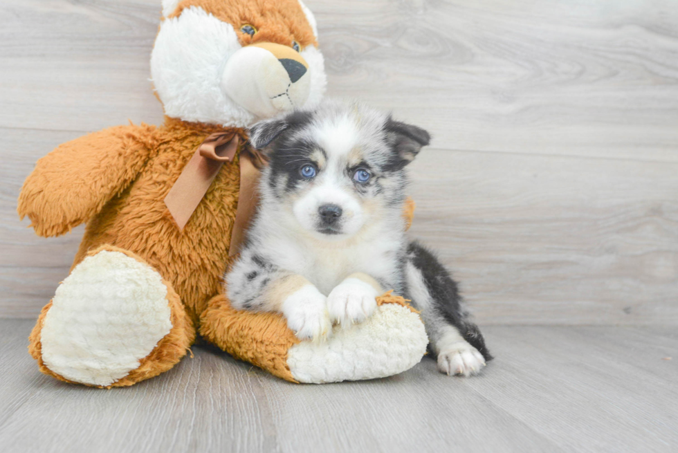Fluffy Pomsky Designer Pup