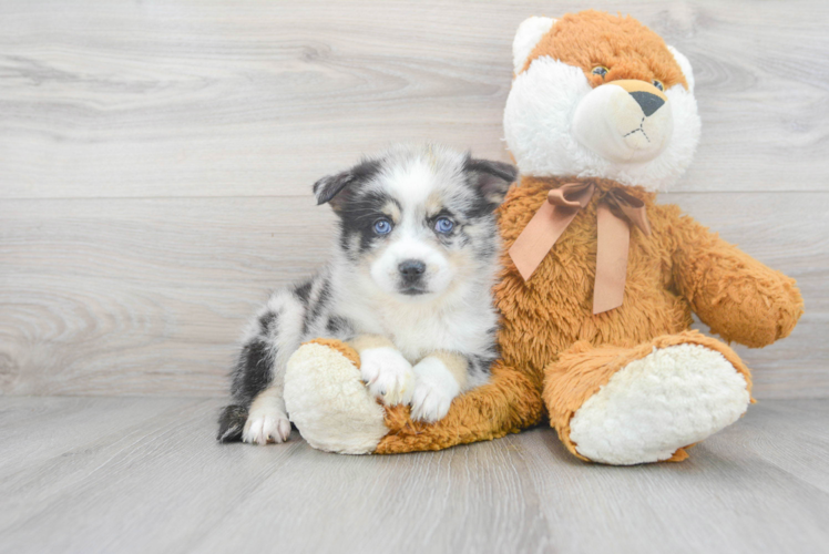 Energetic Mini Husky Designer Puppy