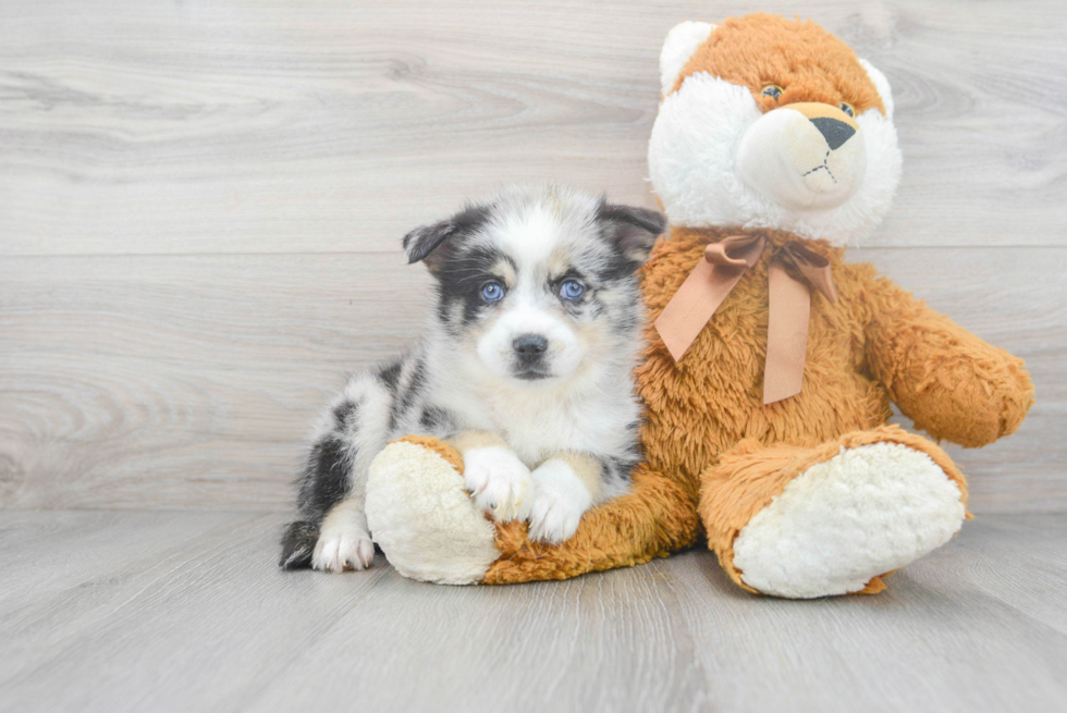 Energetic Mini Husky Designer Puppy