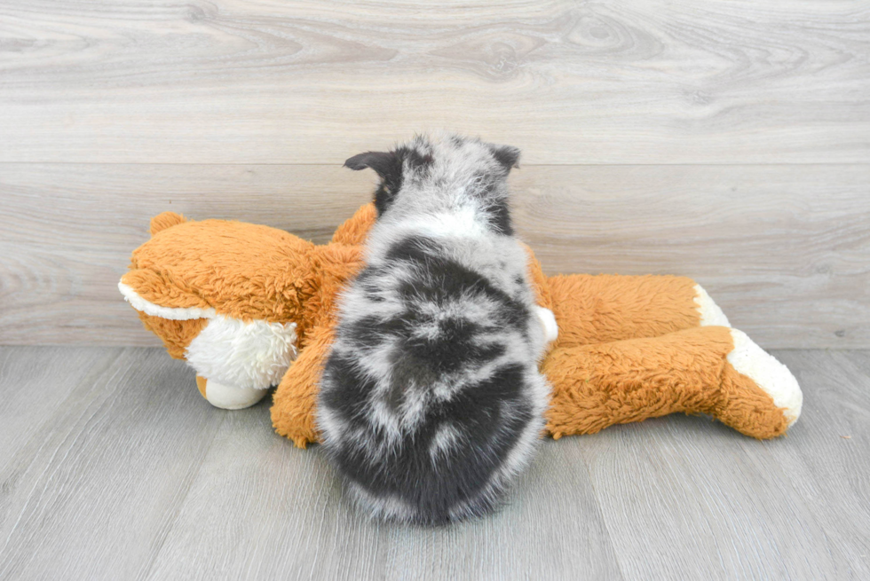 Pomsky Puppy for Adoption