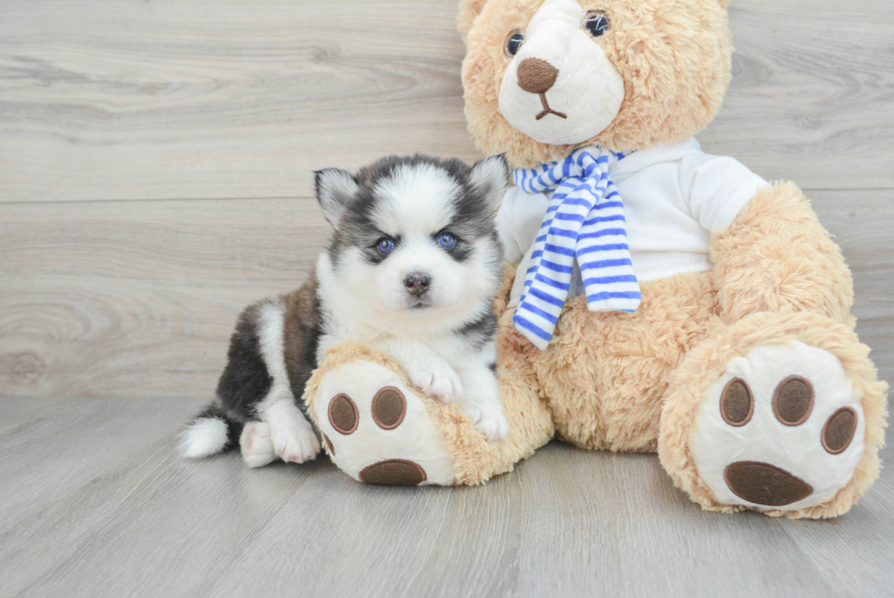 Popular Pomsky Designer Pup