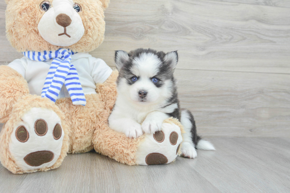 Hypoallergenic Mini Husky Designer Puppy