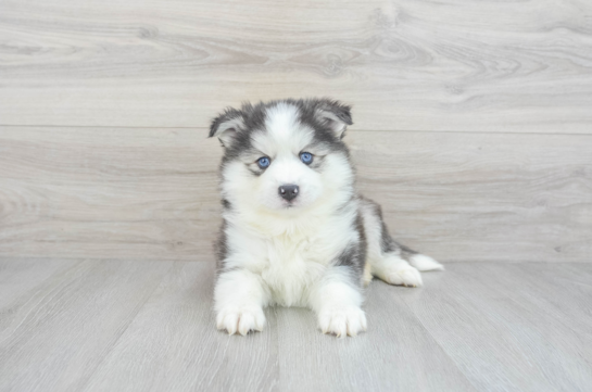 Pomsky Puppy for Adoption