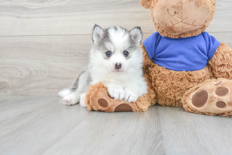 Pomsky Pup Being Cute