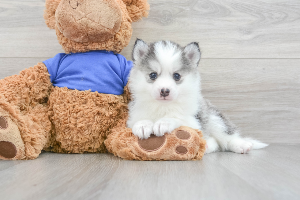 Pomsky Puppy for Adoption