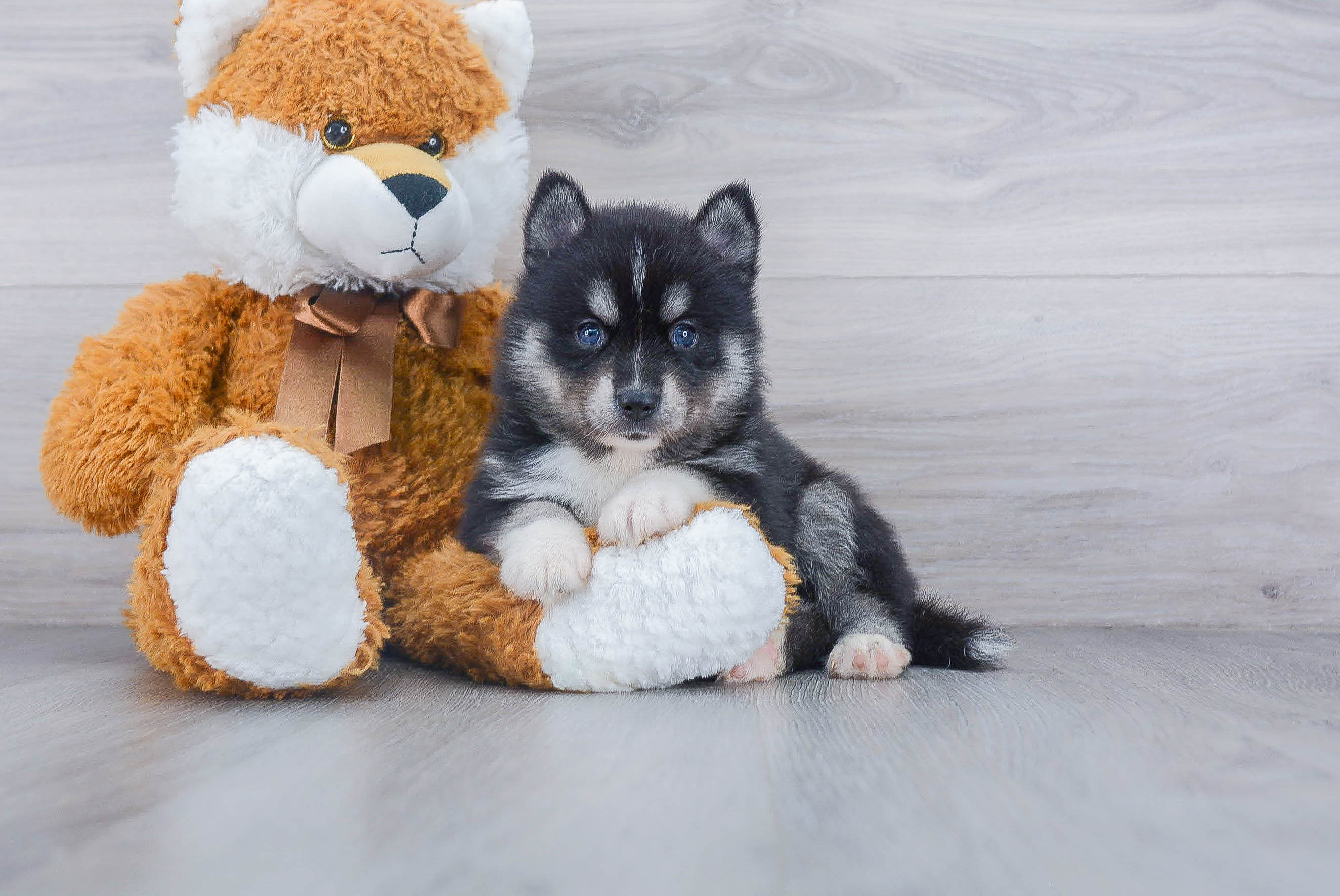 Best Pomsky Baby
